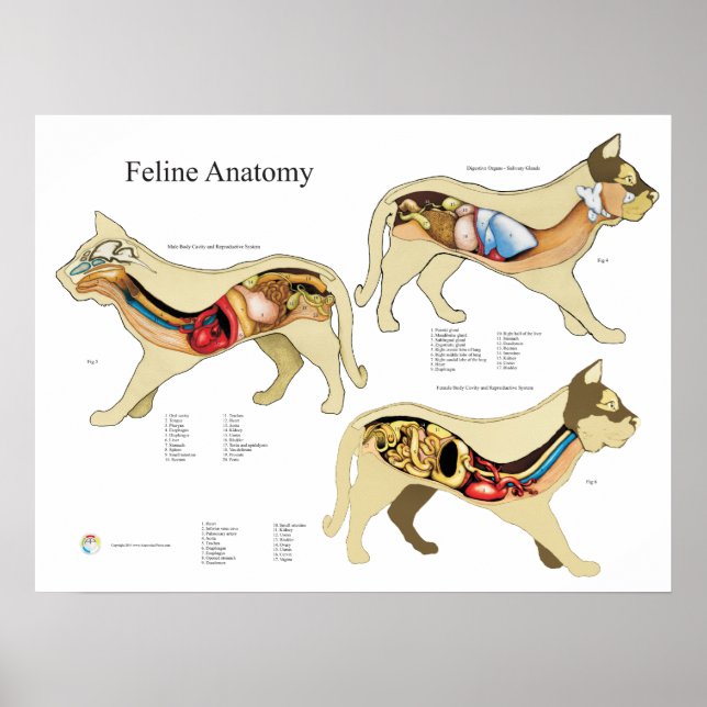 Organanatomie bei Katzen Veterinärdiagramm Poster (Vorne)