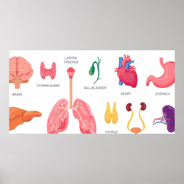 Organe von Körperteilen Poster (Vorne)