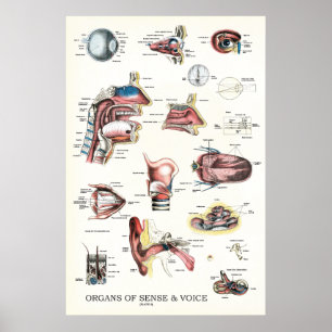 Organe von Richtungs-und Sprachanatomie-Plakat 24 Poster