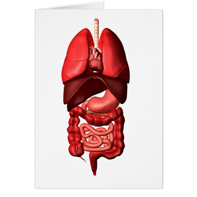 Organes Des Systèmes Respiratoires Et Digestifs (Devant)