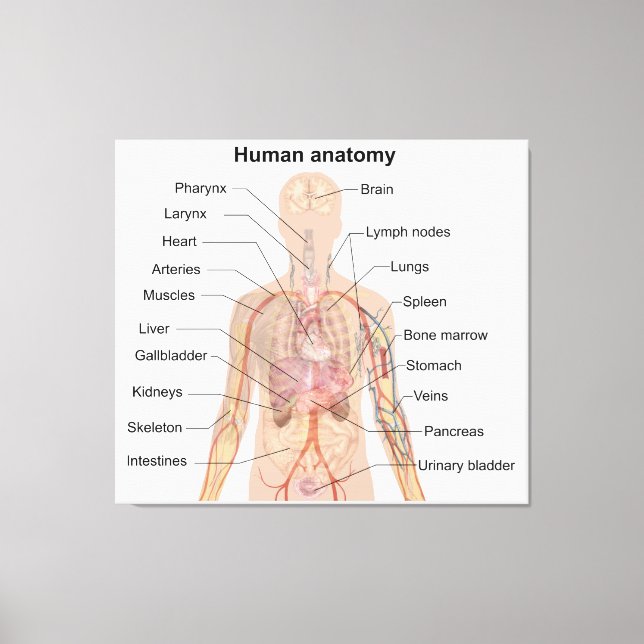 Organinterne Anatomie des menschlichen Körpers Leinwanddruck (Vorderseite)