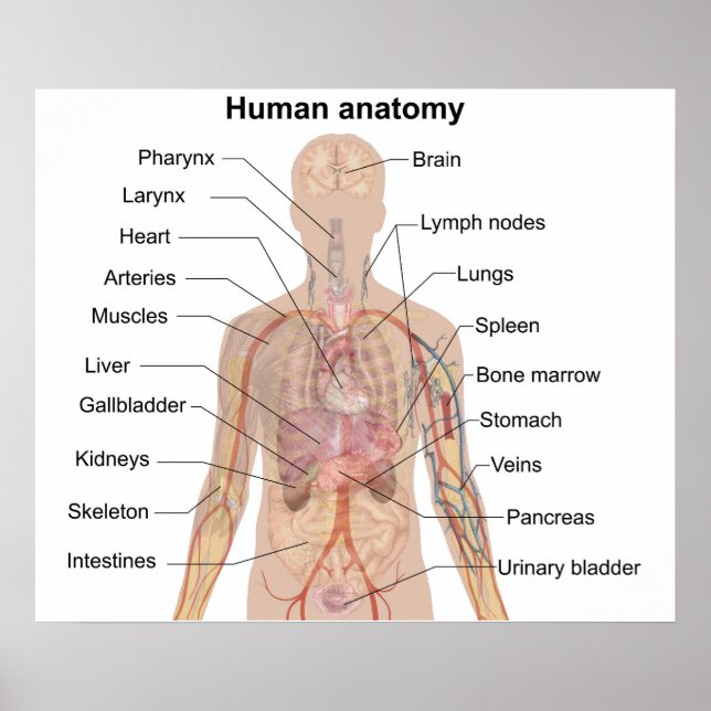 Organinterne Organe Anatomie des menschlichen Körp Poster (Vorne)