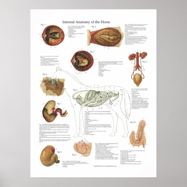 Organinterne Organe Anatomie Veterinärdiagramm Poster (Vorne)