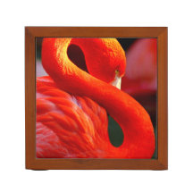 Flamant rose