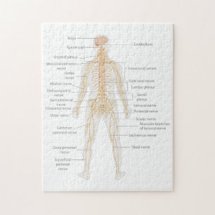 Organsystem des menschlichen Körpers