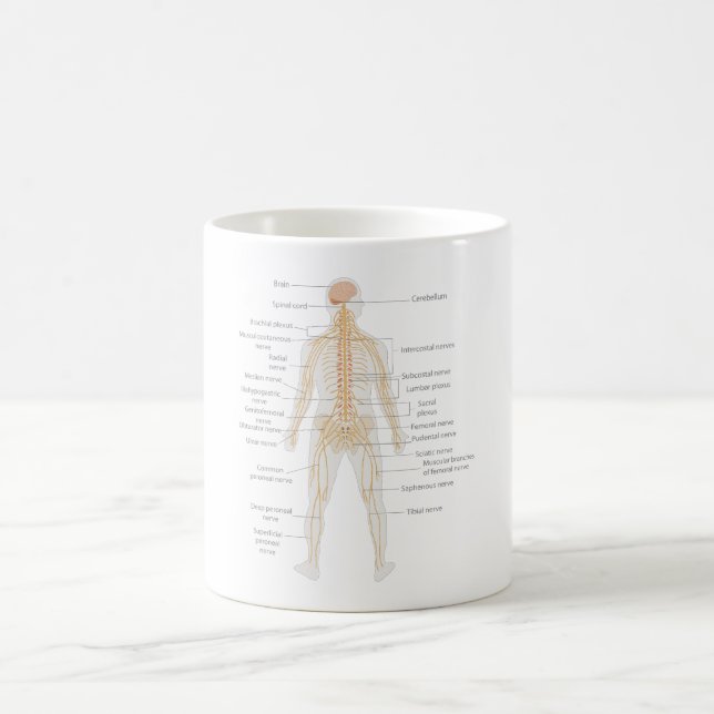 Organsystem des menschlichen Körpers Kaffeetasse (Mittel)