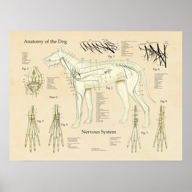 Organsystem Nervenanatomie des Hundes Poster (Vorne)