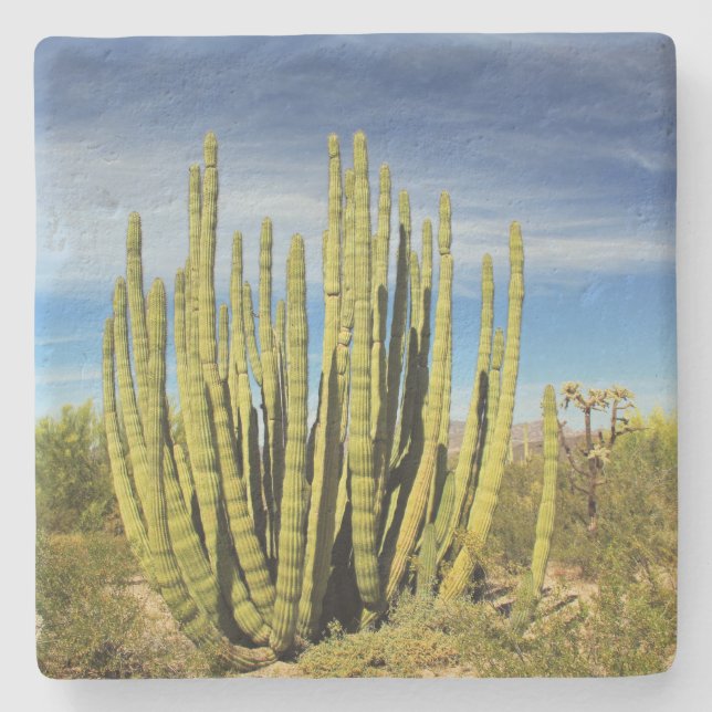 Orgelkaktus in Arizona, Untersetzer aus quadratisc (Vorderseite)