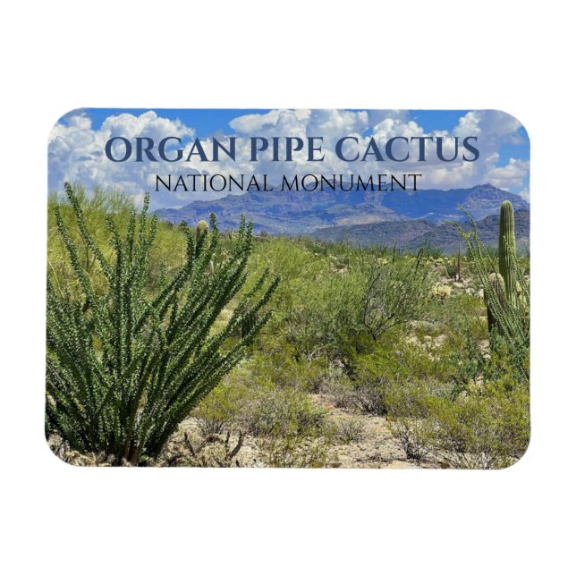 Orgelpfeife Kakteen, Ocotillo Shrub, Ajo Berge Magnet (Horizontal)