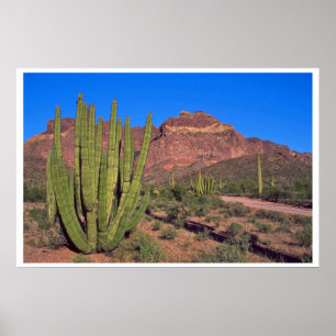 Orgelpfeifen in Death Valley Poster