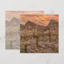 Orgelpfeifenkaktus auf Holzmaserung Sonnenuntergan