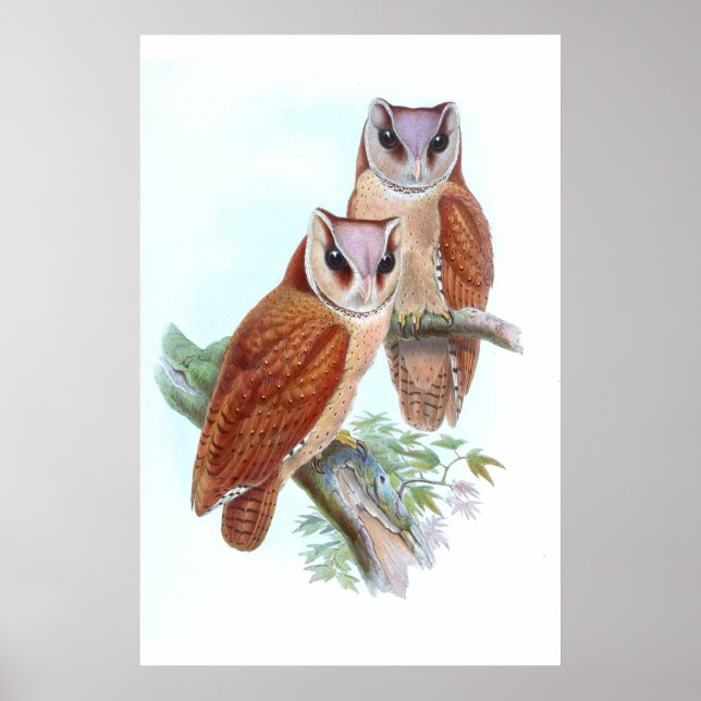Oriental Bay Barn Owl T - Shirt Poster (Vorne)