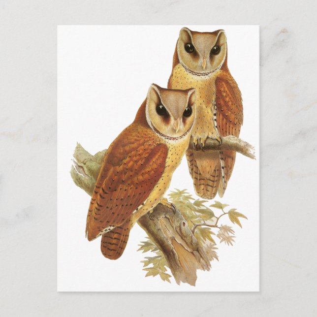 Oriental Bay Owl Postkarte (Vorderseite)