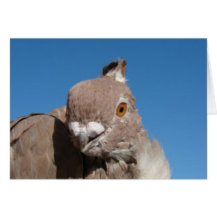 Oriental Frill Pigeon