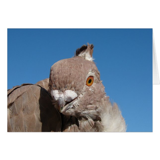 Oriental Frill Pigeon (Vorderseite (Horizontal))