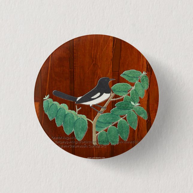 Oriental Magpie-Robin Button (Vorderseite)