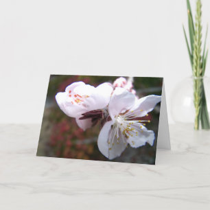 Oriental Peach Bloom Grußkarte Karte