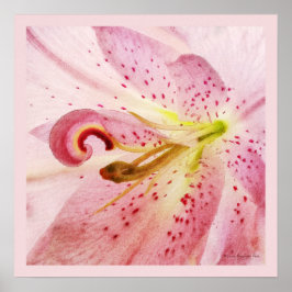 Oriental Pink Lily Poster