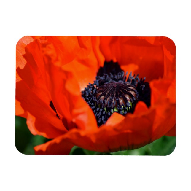 Oriental Poppy Magnet (Horizontal)
