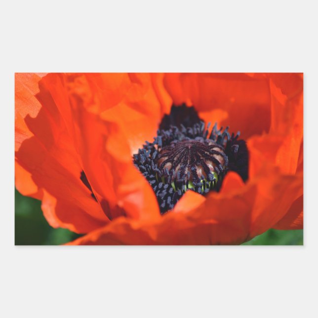Oriental Poppy Rechteckiger Aufkleber (Vorderseite)