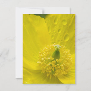 Oriental Yellow Poppy Postkarte
