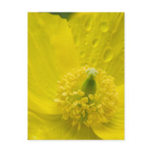 Oriental Yellow Poppy