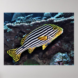 Orientale Süßlips Poster