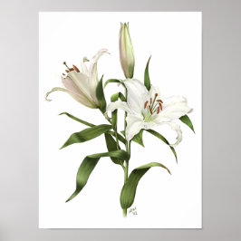 Orientalische Lilienie Originelle Kunst Poster