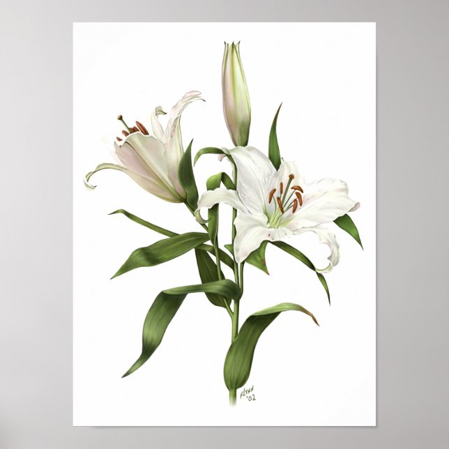 Orientalische Lilienie Originelle Kunst Poster (Vorne)