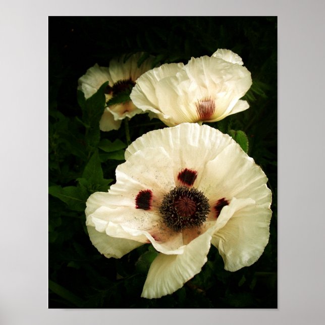 Orientalische Poppies Cream Poster (Vorne)