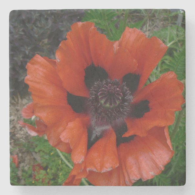 Orientalischer Mohn Getränkecoster Steinuntersetzer (Vorderseite)