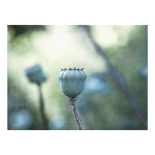 Orientalischer Mohn in einem schattigen Garten Fotodruck