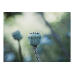 Orientalischer Mohn in einem schattigen Garten Poster