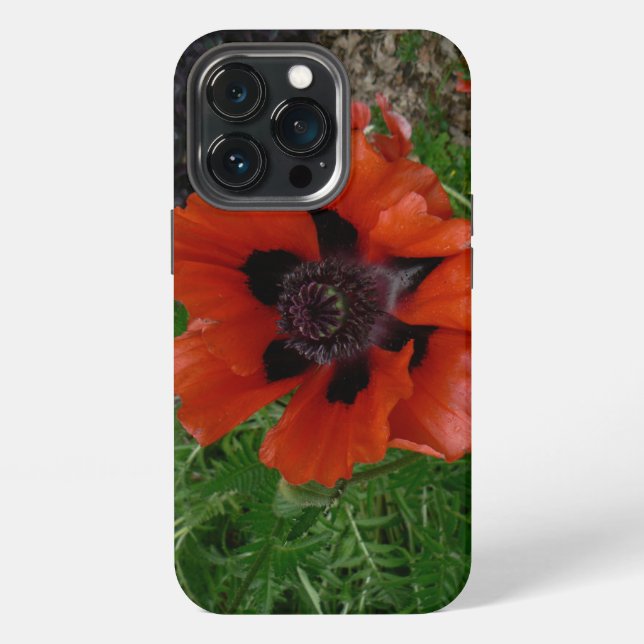 Orientalischer Mohn     iPhone 13 Pro Hülle (Hinten)