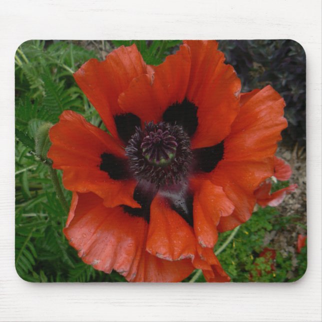 Orientalischer Mohn Mousepad (Vorne)