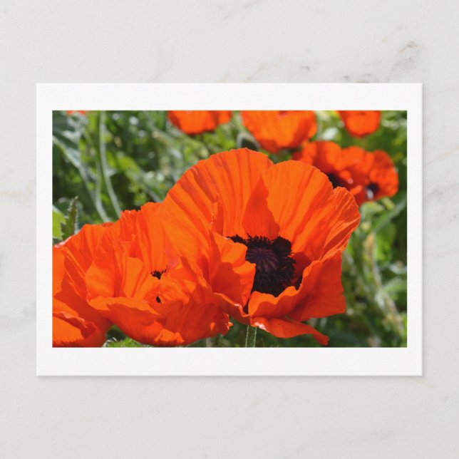 Orientalischer Mohn Postkarte (Vorderseite)