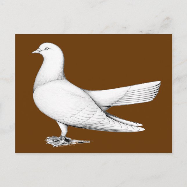 Orientalischer Roller-Taube Postkarte (Vorderseite)