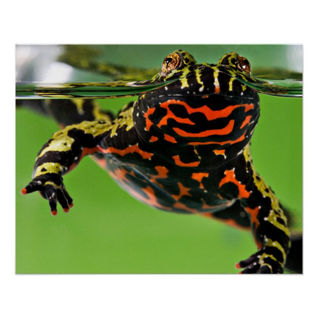 Orientalisches Toad-Glossie Poster (Vorderseite)