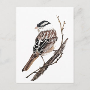 Original Aquarell Weißkronenammer Vogel Postkarte