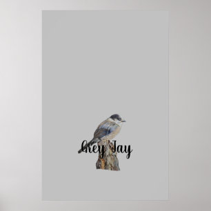 Original Art Grau Jay oder Whiskey Jack Bird Poster