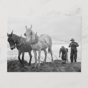 Original Bio Garten, alter Bauernhof Postkarte