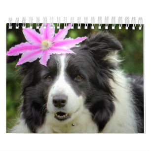 Original Border Collie Hund Kalender