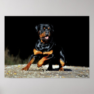 Original Rottweiler Poster