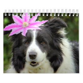 Original Unique Border Collie Dog Kalender
