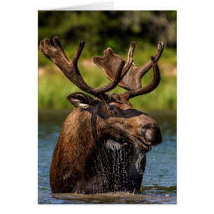Orignal mâle se nourrissant dans le parc national 
