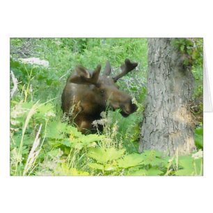 Orignaux de l'Alaska