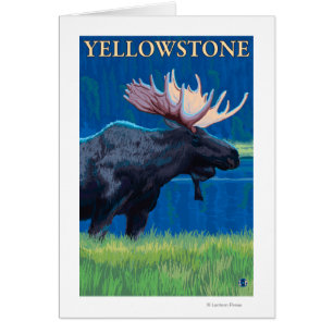 Orignaux la nuit - parc national de Yellowstone