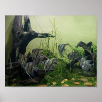 Orinoco Angelfish Poster