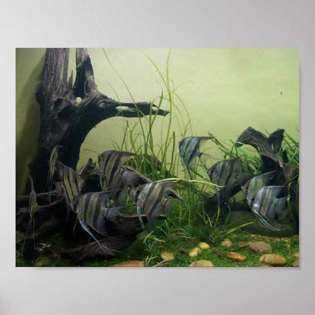 Orinoco Angelfish Poster (Vorne)
