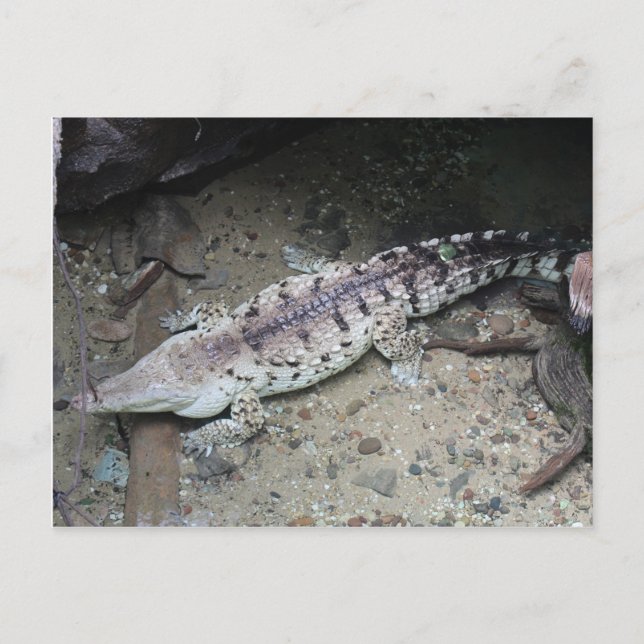 Orinoco Crocodile # 3 Postkarte (Vorderseite)